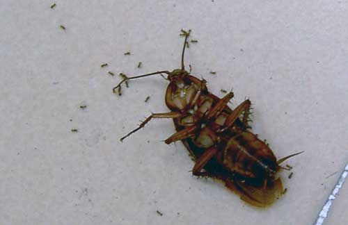 Found a dead cockroach Found a dead cockroach