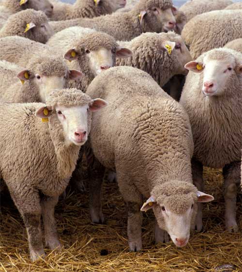 picture-of-ram