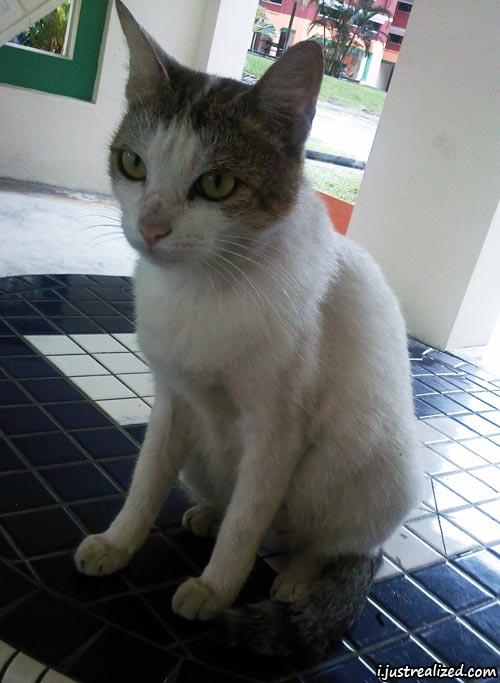 White cat at Choa Chu Kang