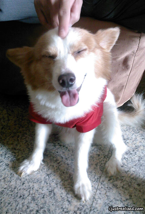 Cute dog that wears a red shirt Cute dog that wears a red shirt